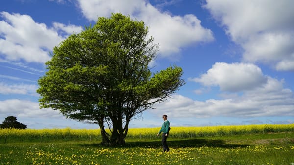 The colorful spring with a green tree and white clouds on a blue sky